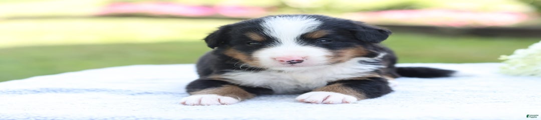 Parker AKC