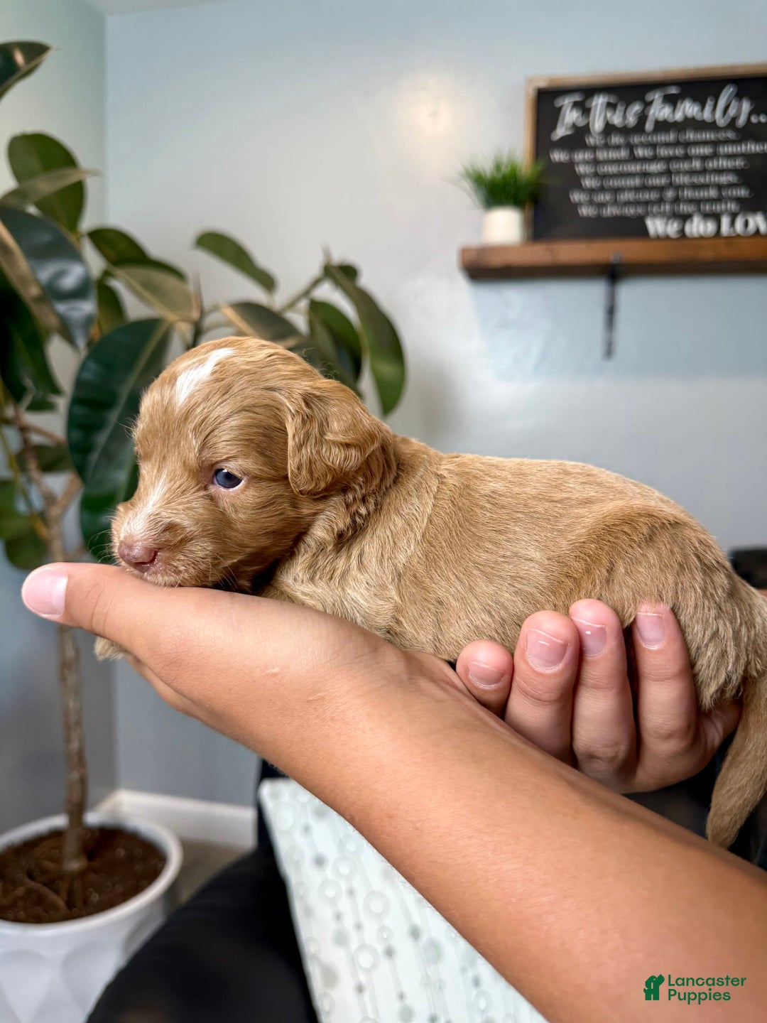 Mini Goldendoodle dogs for sale: Asher - Image 3