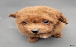 Toy Poodle dogs for sale: Lili - Image 6
