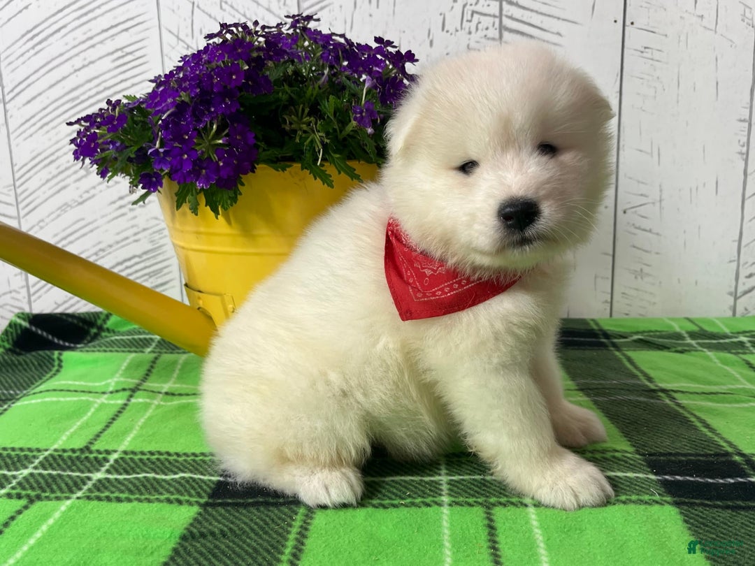 Samoyed dogs for sale: Charlie - Image 5