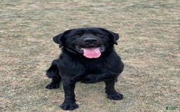 Labrador Retriever dogs for sale: Lilly - Image 13