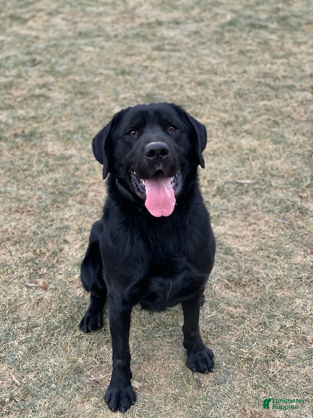Labrador Retriever dogs for sale: Lilly - Image 13