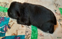 Miniature Schnauzer dogs for sale: Girl3 - Image 6