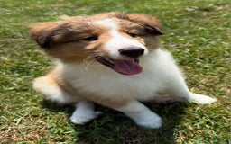 Shetland Sheepdog dogs for sale: Lucy - Image 2