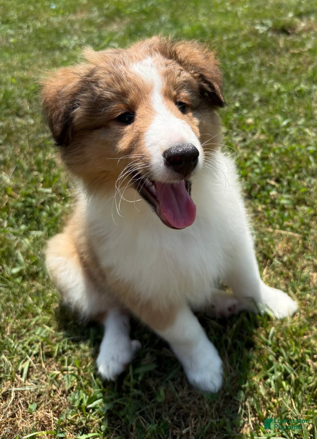 Shetland Sheepdog dogs for sale: Lucy - Image 2