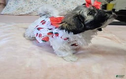 Cockapoo dogs for sale: Sky - Image 1