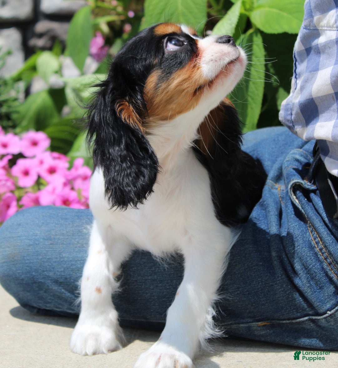 Cavalier King Charles Spaniel dogs for sale: Abby - Image 23