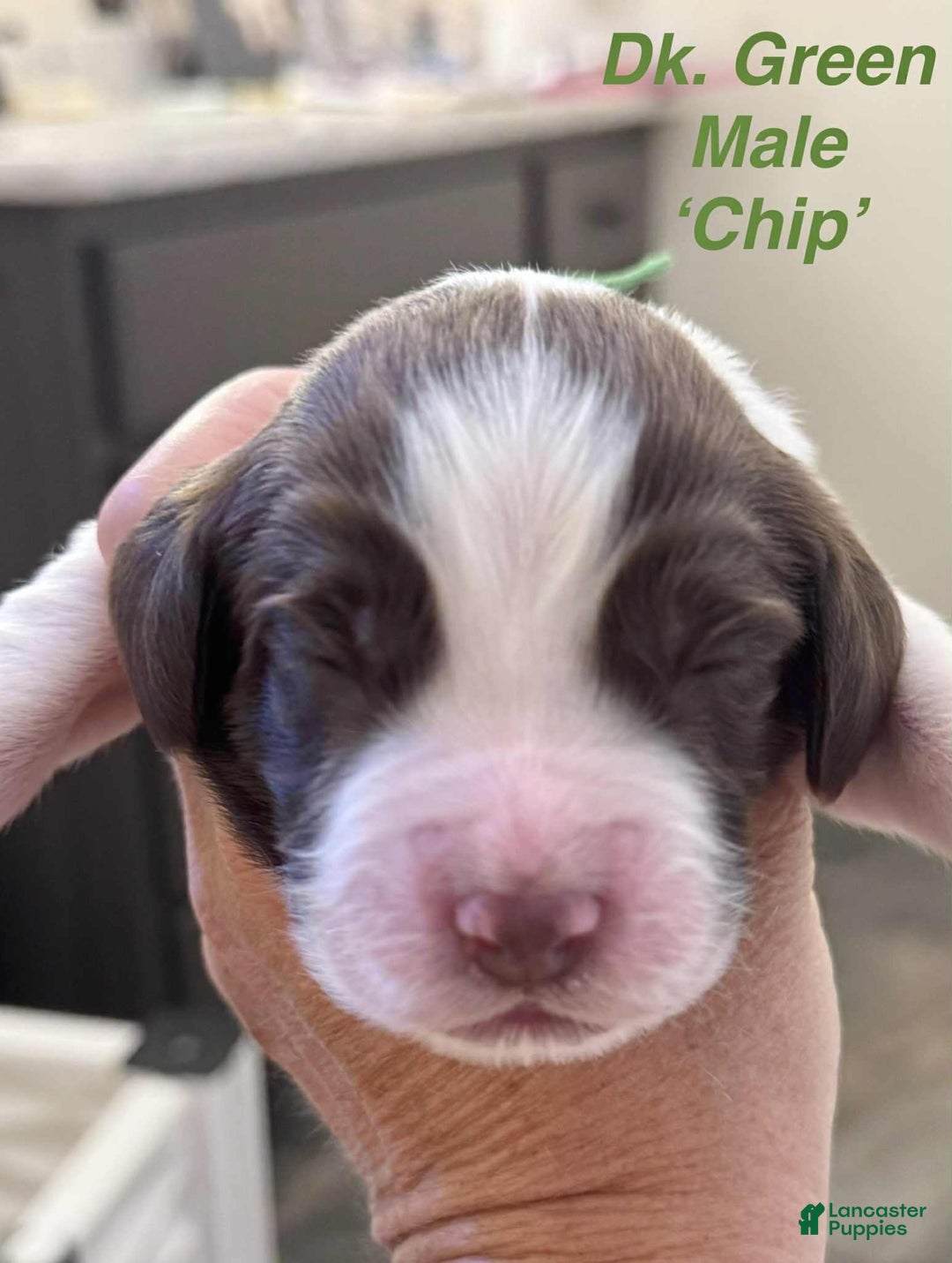 English Springer Spaniel dogs for sale: Chip - Image 8