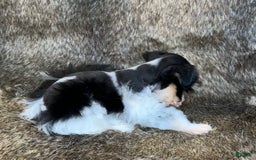 Miniature Schnauzer dogs for sale: Chipp - Image 9