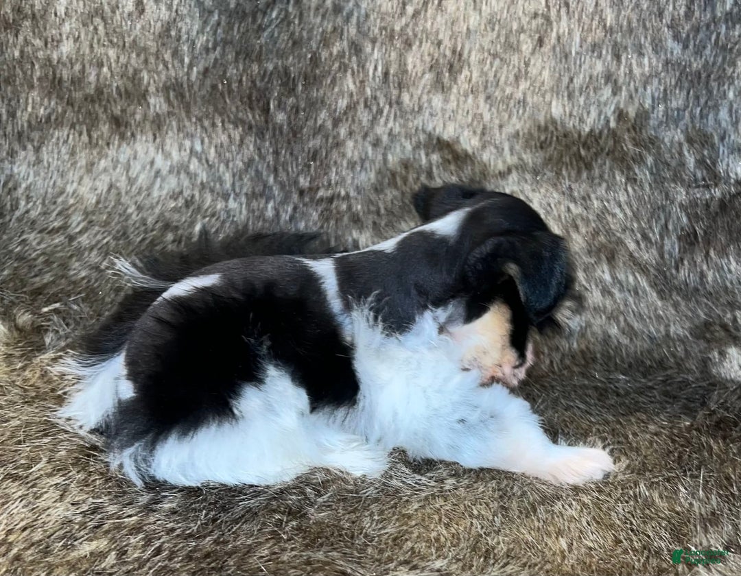 Miniature Schnauzer dogs for sale: Chipp - Image 9