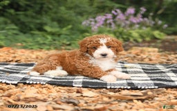 Mini Aussiedoodle dogs for sale: Honor - Image 4