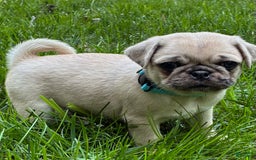 Pug dogs for sale: Pug 4 puppies - Image 20