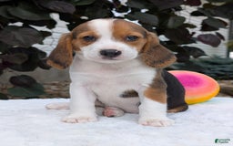 Beagle dogs for sale: Rosie - Image 1