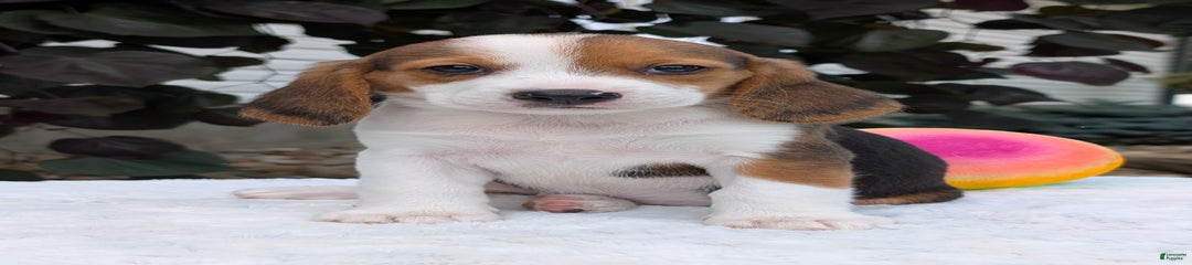 Rosie
