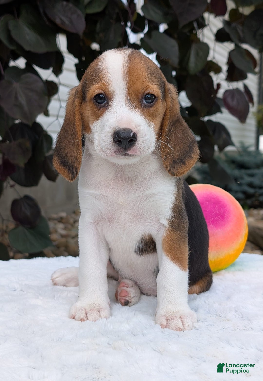 Beagle dogs for sale: Rosie - Image 1