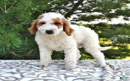 Mini Goldendoodle dogs for sale: Dallas - Image 16