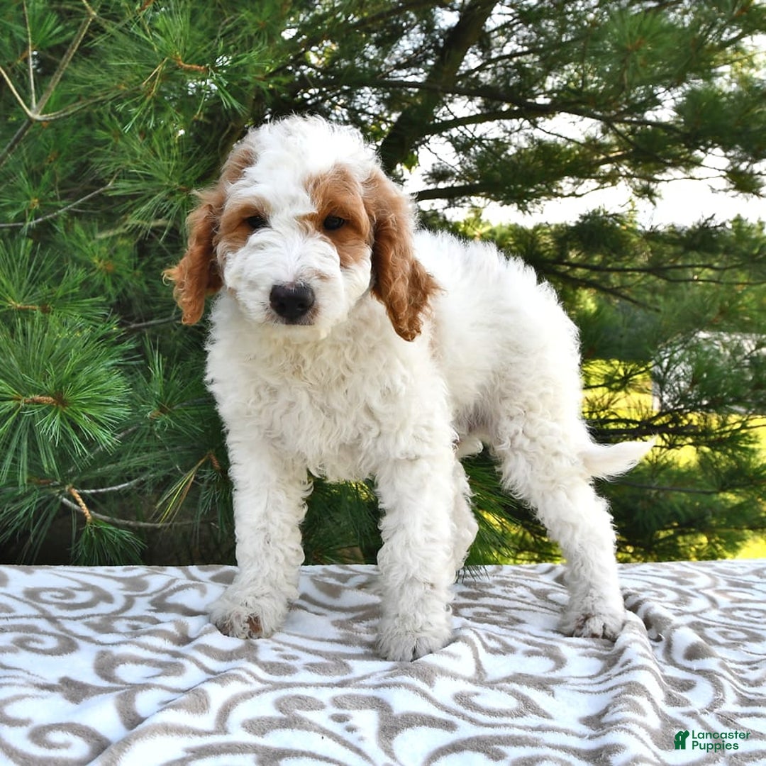 Mini Goldendoodle dogs for sale: Dallas - Image 16