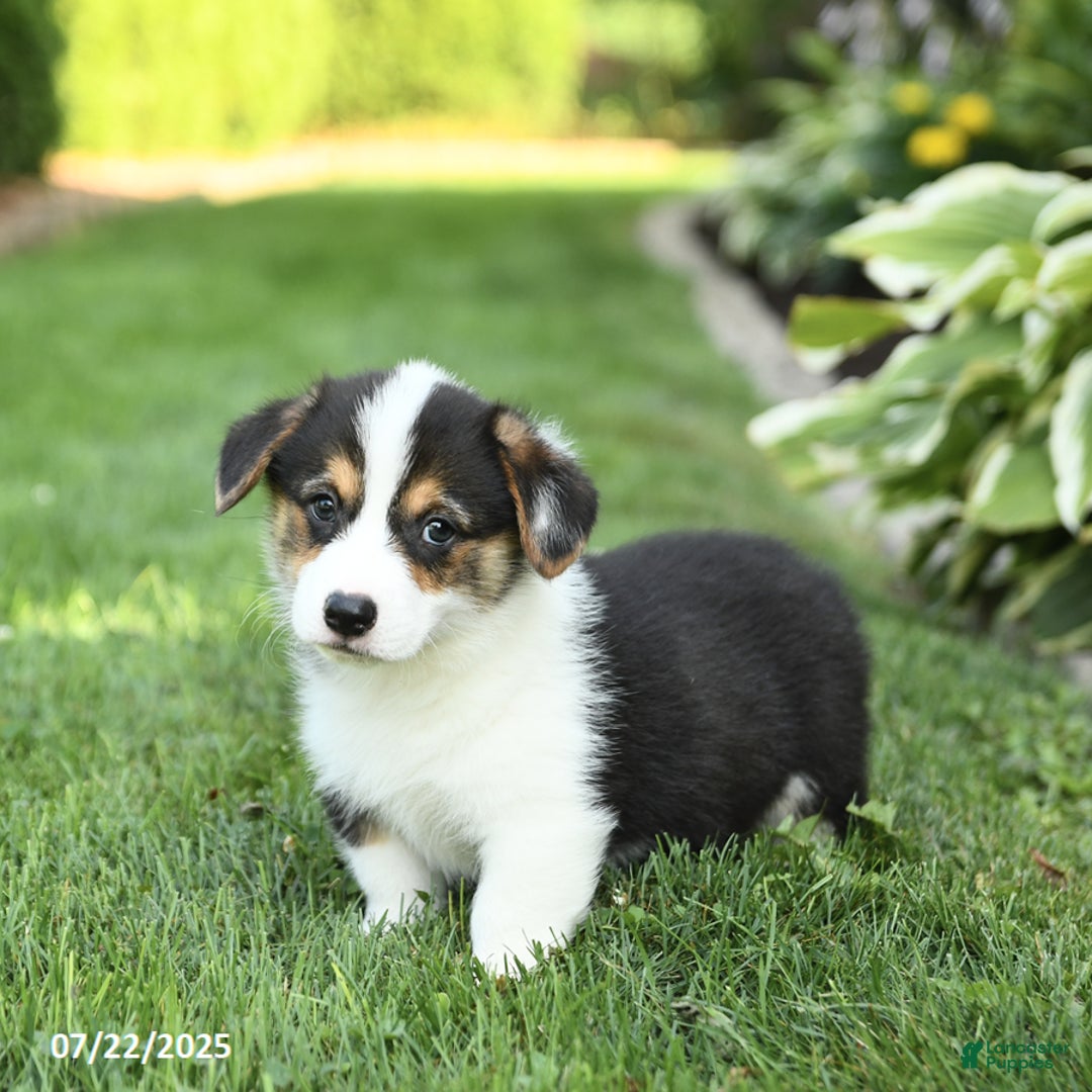 Welsh Corgi Pembroke dogs for sale: Frisky - Image 1