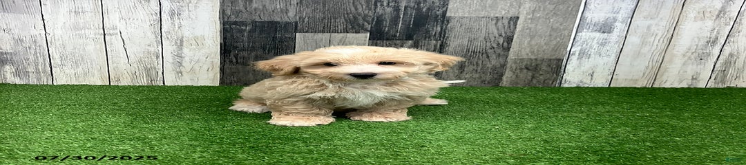 Monte