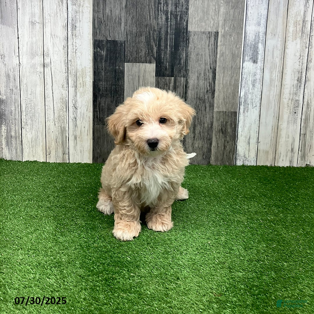 Maltipoo dogs for sale: Monte - Image 3