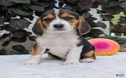 Beagle dogs for sale: Lilly - Image 9