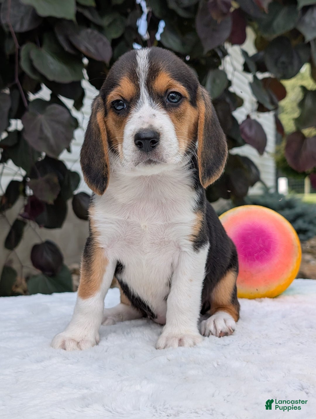 Beagle dogs for sale: Lilly - Image 9