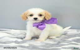 Cavapoo dogs for sale: Sugar - Image 3