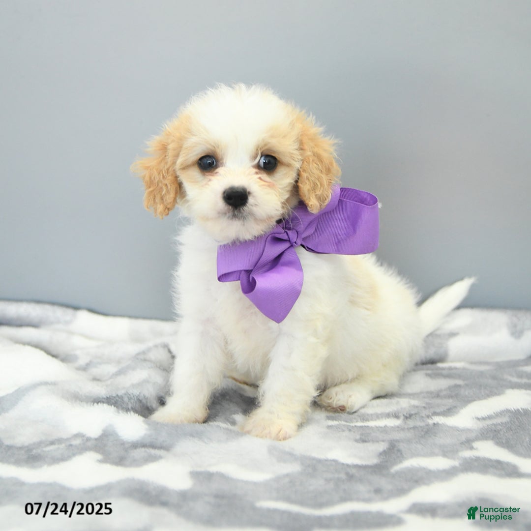 Cavapoo dogs for sale: Sugar - Image 3