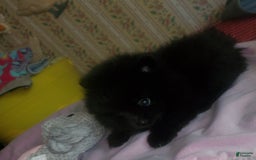 Pomeranian dogs for sale: Butterball - Image 21