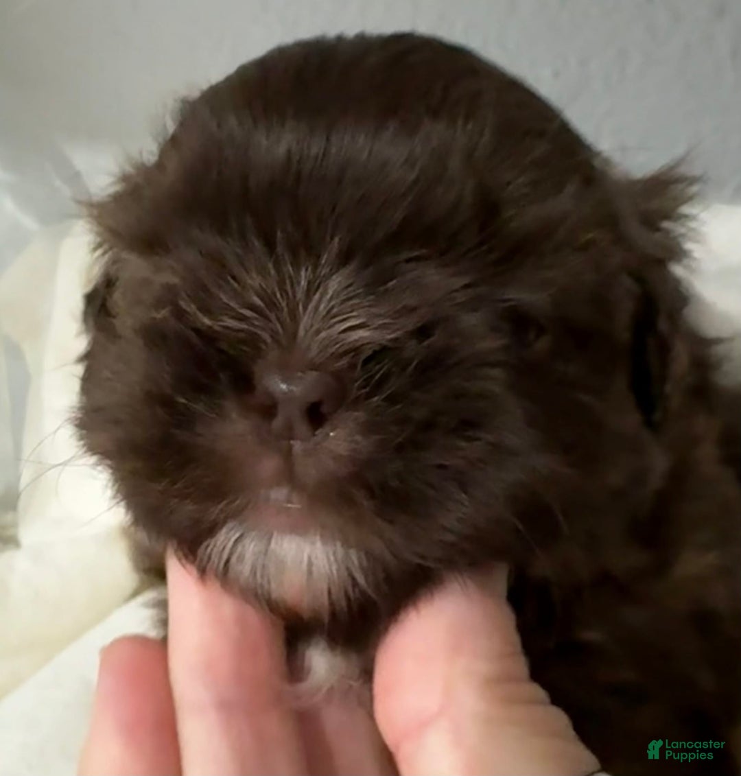 Shih Tzu dogs for sale: Kaylee - Image 23