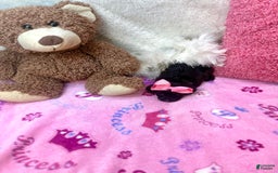 Morkie dogs for sale: Sugar - Image 3