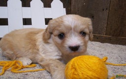 Cavachon dogs for sale: Dexter - Image 13