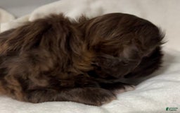 Shih Tzu dogs for sale: Kaylee - Image 20