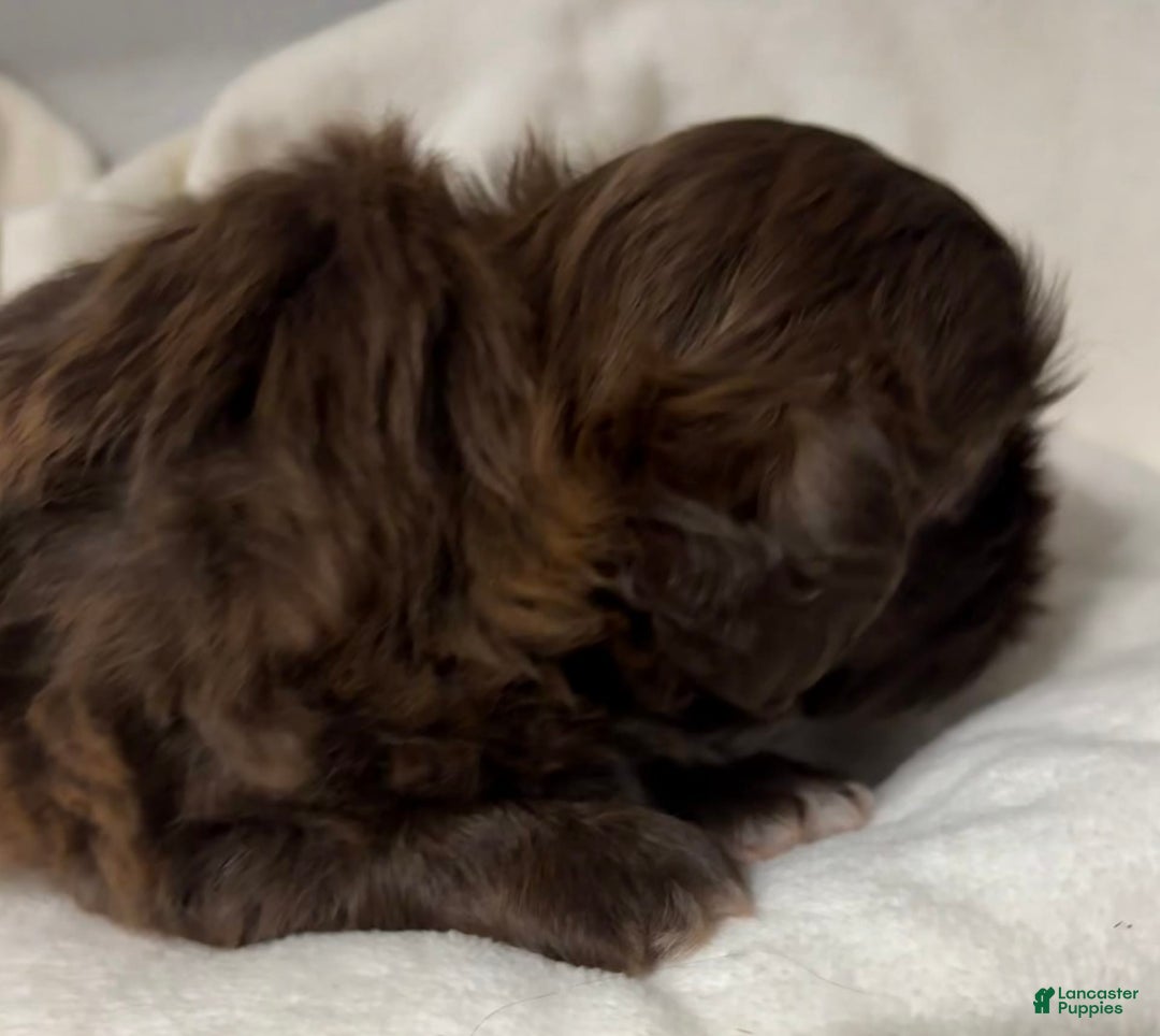 Shih Tzu dogs for sale: Kaylee - Image 20