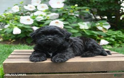 Teddy Bear dogs for sale: Jupiter - Image 3