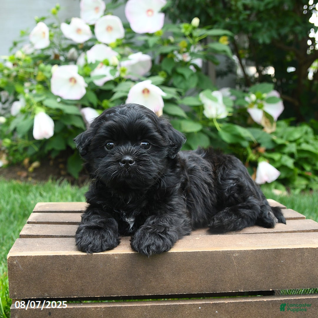 Teddy Bear dogs for sale: Jupiter - Image 3