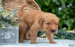 Golden Retriever dogs for sale: Digger - Image 6