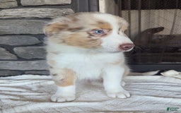 Australian Shepherd dogs for sale: Australian Shepherd 4 puppies - Image 19