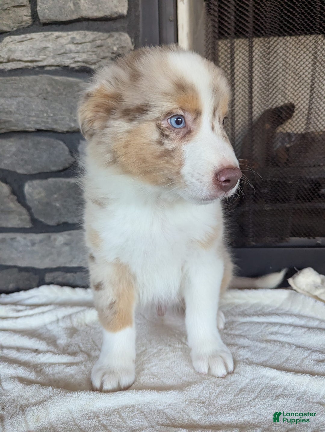 Australian Shepherd dogs for sale: Australian Shepherd 4 puppies - Image 19