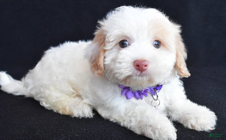 Havapoo dogs for sale - Ad 5