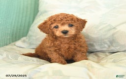 Miniature Poodle dogs for sale: Texas - Image 3