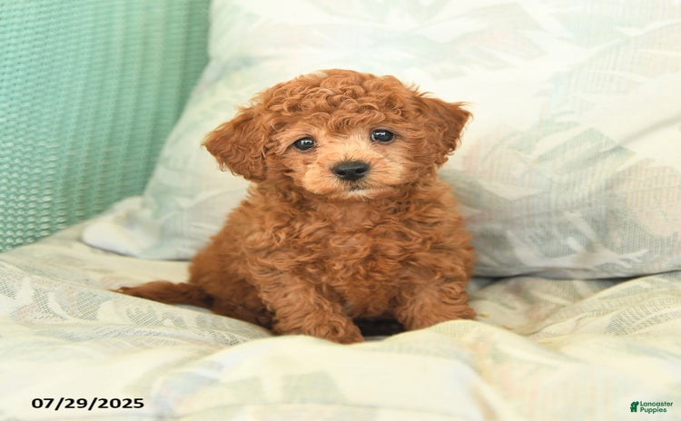 Miniature Poodle dogs for sale - Ad 3