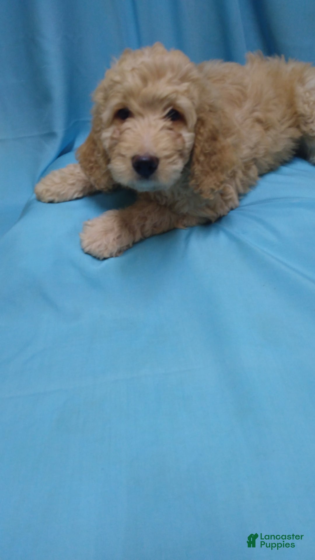 Goldendoodle dogs for sale: Pearl - Image 2
