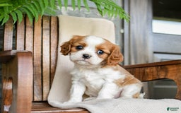 Cavalier King Charles Spaniel dogs for sale: Stacy - Image 2