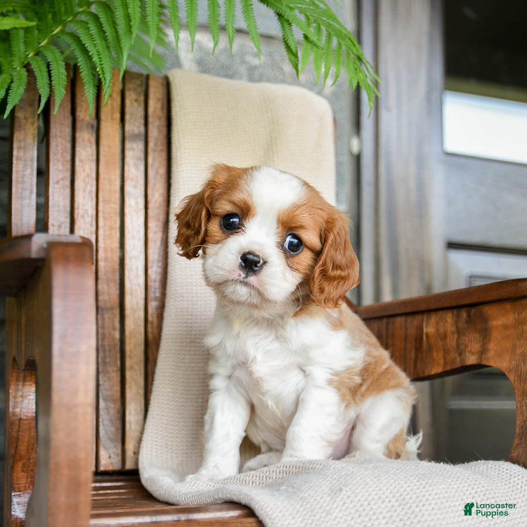 Cavalier King Charles Spaniel dogs for sale: Stacy - Image 2