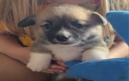 Welsh Corgi Pembroke dogs for sale: Indigo - Image 1
