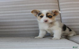 Welsh Corgi Pembroke dogs for sale: Luna - Image 8