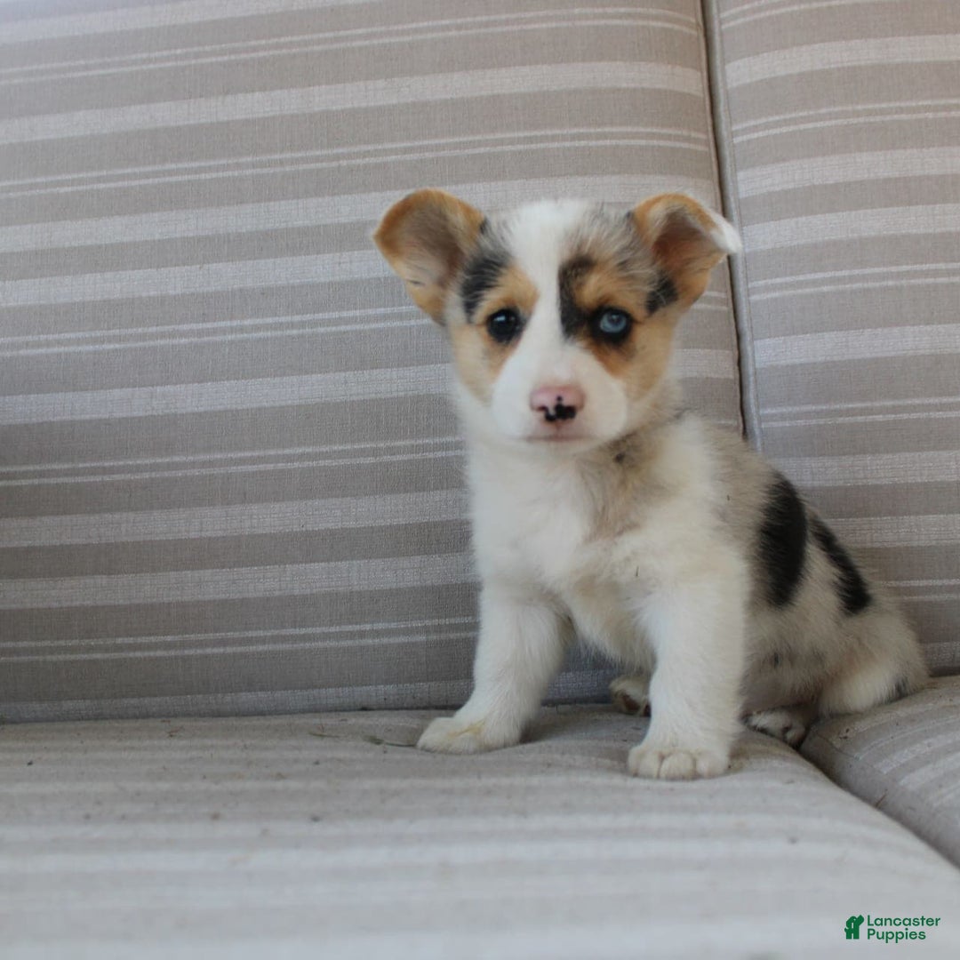 Welsh Corgi Pembroke dogs for sale: Luna - Image 8