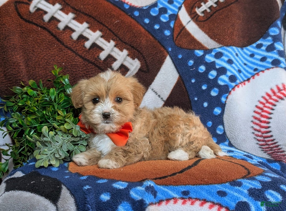 Maltipoo dogs for sale: Stratford - Image 6