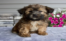 Shorkie dogs for sale: Enzo - Image 6